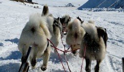 Gary Rolfe Signed Greeting Cards - SnowPaw Store - Gary Rolfe - Gifts