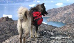 Gary Rolfe Signed Greeting Cards - SnowPaw Store - Gary Rolfe - Gifts