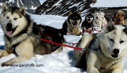 Gary Rolfe Signed Greeting Cards - SnowPaw Store - Gary Rolfe - Gifts