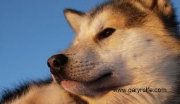 Gary Rolfe Signed Greeting Cards - SnowPaw Store - Gary Rolfe - Gifts