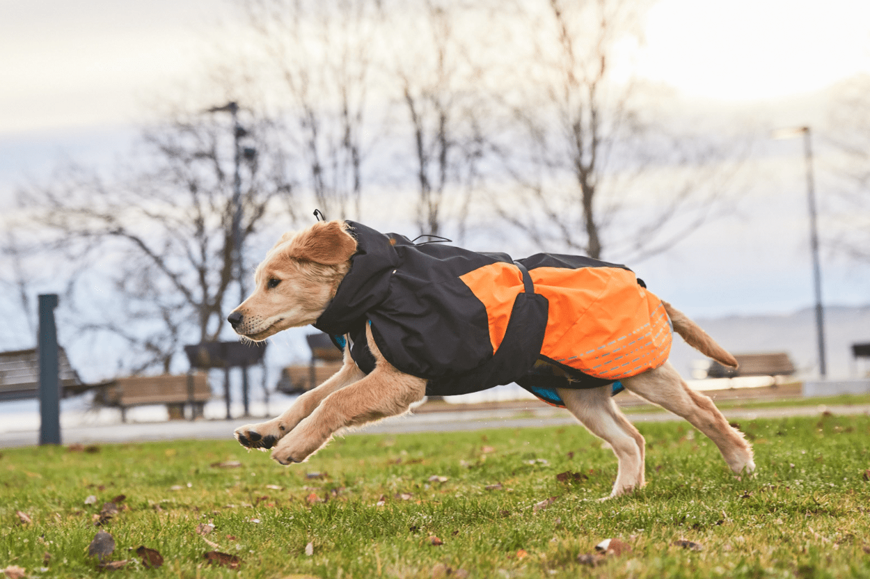 Glacier Jacket 2.0 (Non - Stop Dogwear) - SnowPaw Store - Non - Stop Dogwear - Dog Coats