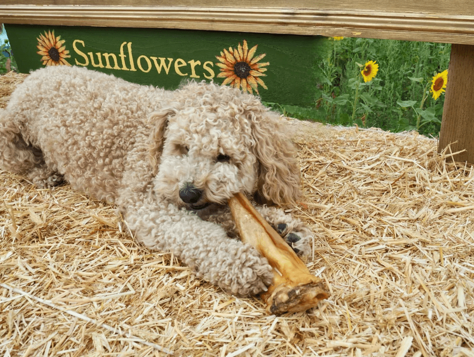 Goat Ears 130g (JR Pet Products) - SnowPaw Store - JR Pet Products - Dog Food