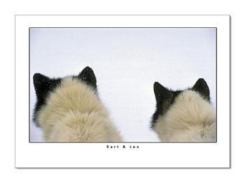 Greeting Card - "Bart & Leo" - SnowPaw Store - Nordkyn - Gifts
