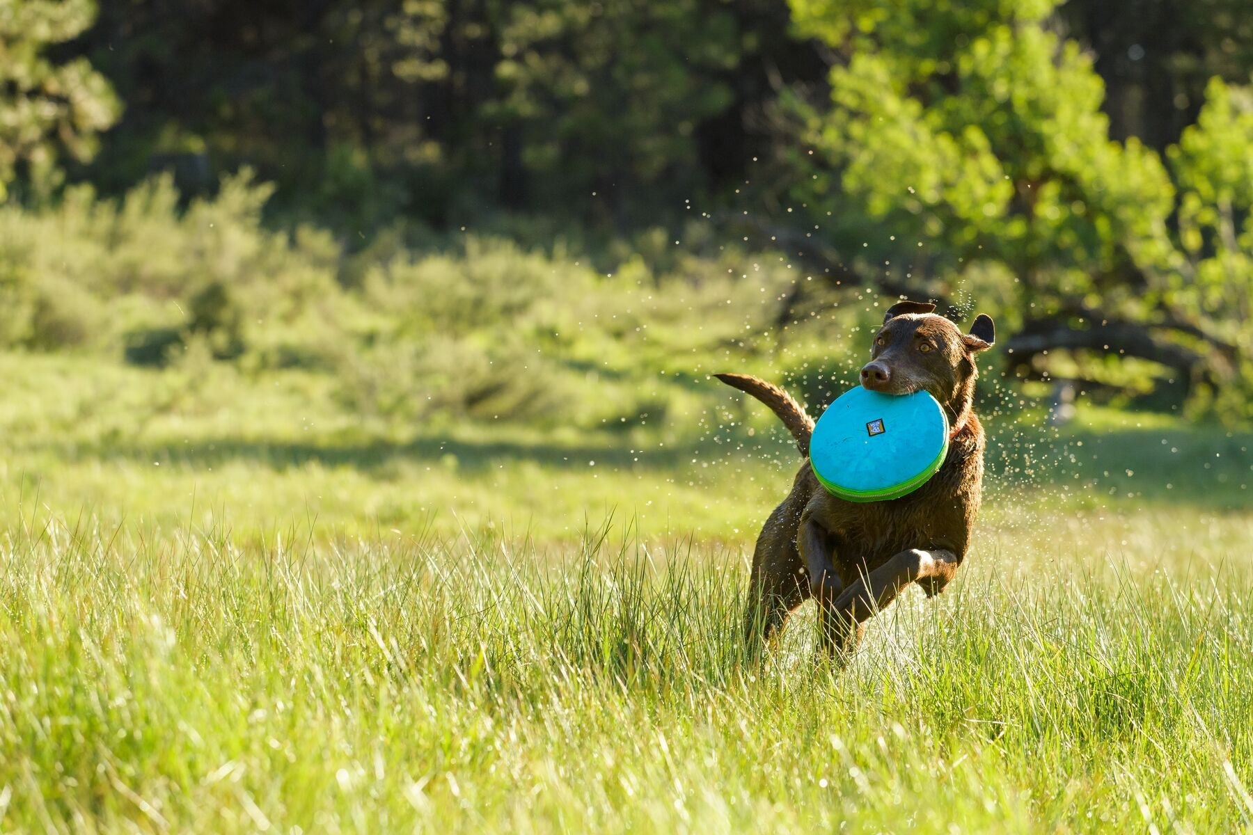 HOVER CRAFT™ Toy (Ruffwear) - SnowPaw Store - Ruffwear - Active Dog Gear