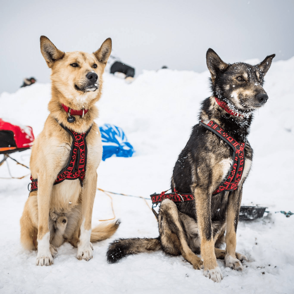 Hybrid Light Weight Harness (Howling Dog) - SnowPaw Store - Howling Dog Alaska - Dog Harness