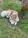 Running Stake Out Line (Pawtrekker)