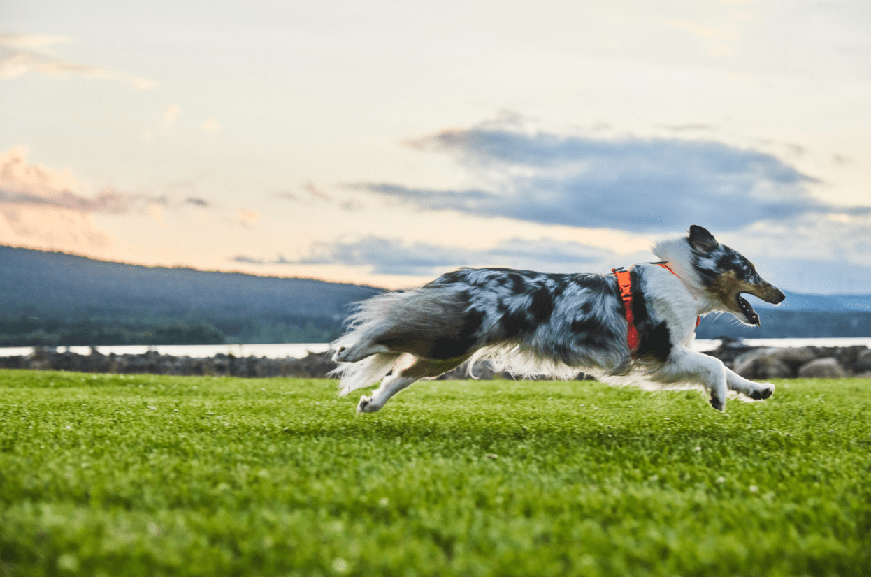 Line Harness 5.0 (Non - Stop Dogwear) - SnowPaw Store - Non - Stop Dogwear - Dog Harness