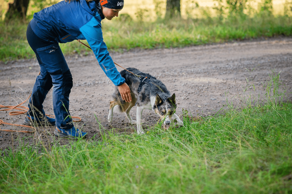 Line Harness 5.0 (Non - Stop Dogwear) - SnowPaw Store - Non - Stop Dogwear - Dog Harness
