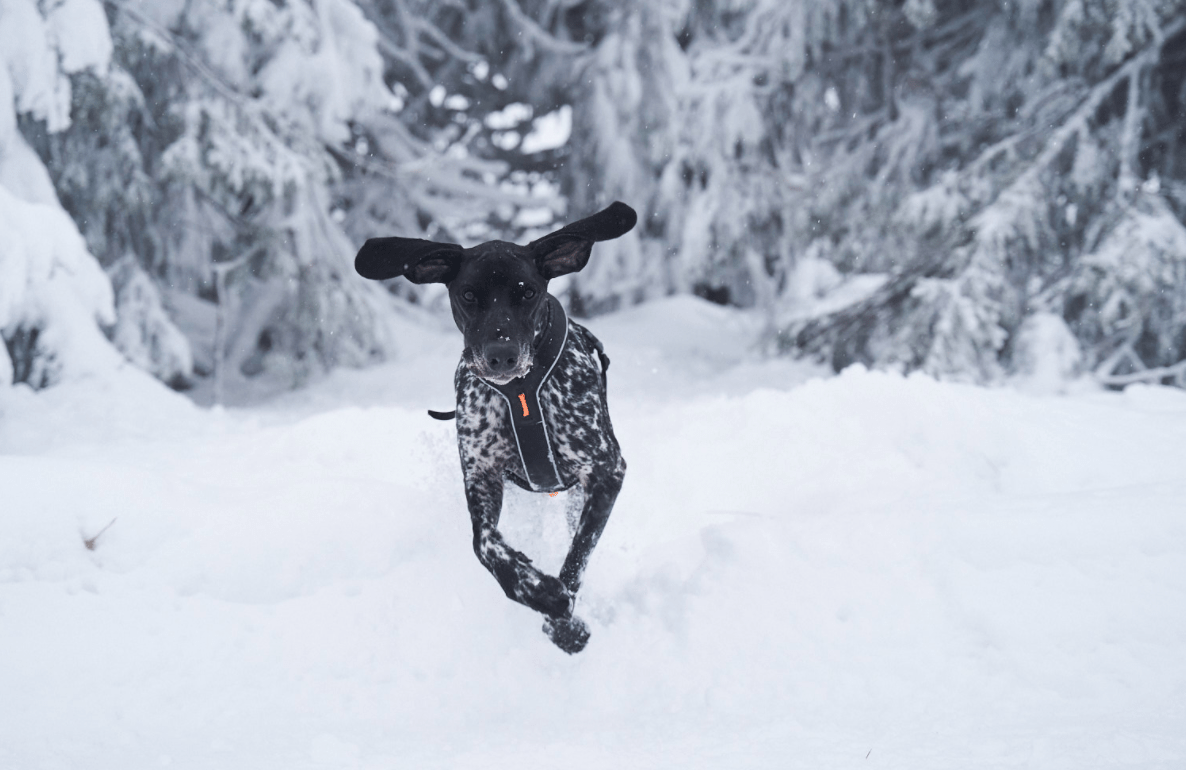 Line Harness Grip (Non - Stop Dogwear) - SnowPaw Store - Non - Stop Dogwear - Dog Harness