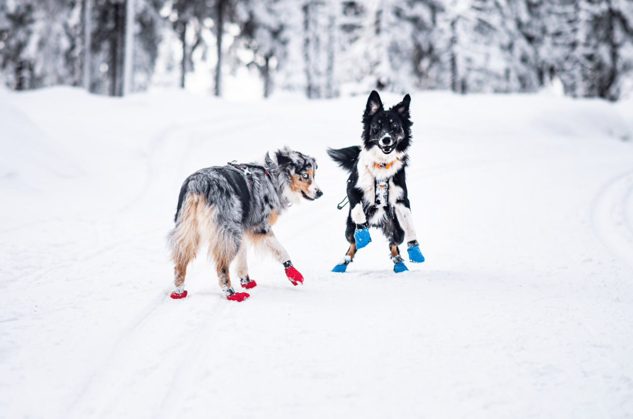 Long Distance Booties - 4 pack (Non - Stop Dogwear) - SnowPaw Store - Non - Stop Dogwear - Sled Dog Equipment