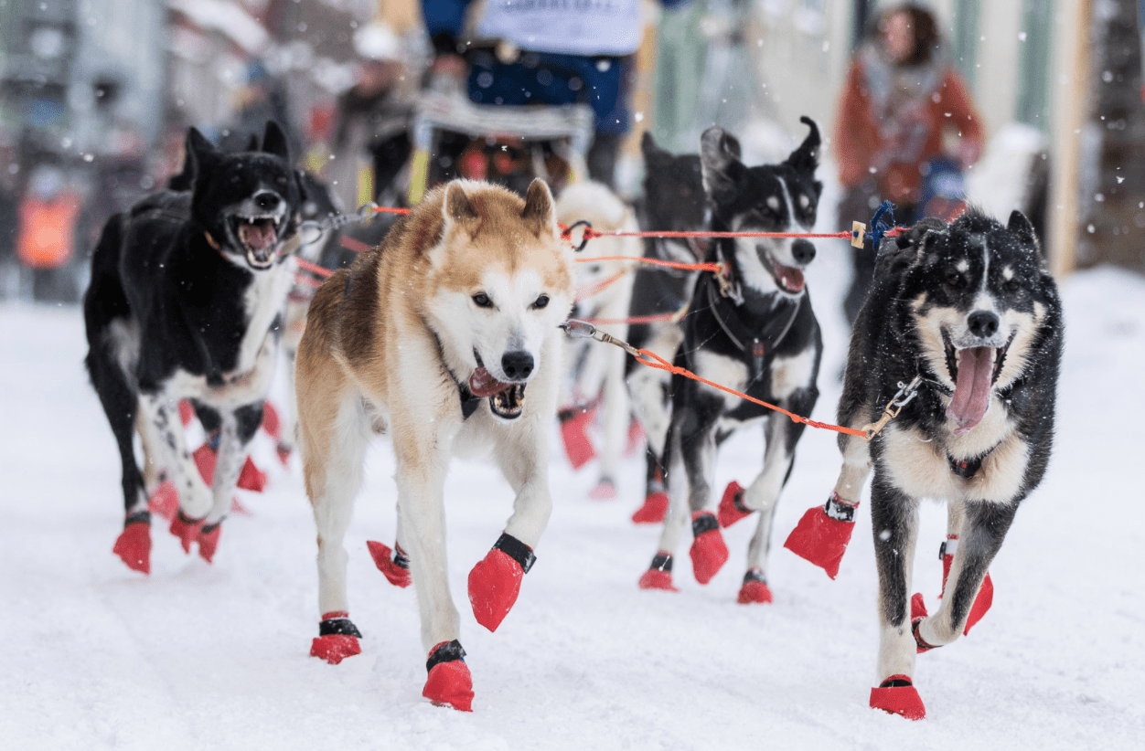 Long Distance Booties - 4 pack (Non - Stop Dogwear) - SnowPaw Store - Non - Stop Dogwear - Sled Dog Equipment