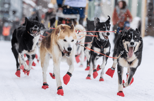 Long Distance Booties - 4 pack (Non - Stop Dogwear) - SnowPaw Store - Non - Stop Dogwear - Sled Dog Equipment