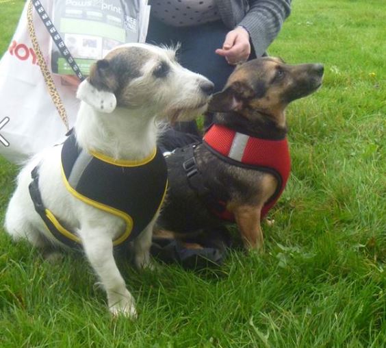 Mini Skin Dog Harness - SnowPaw Store - Howling Dog Alaska - Dog Harness