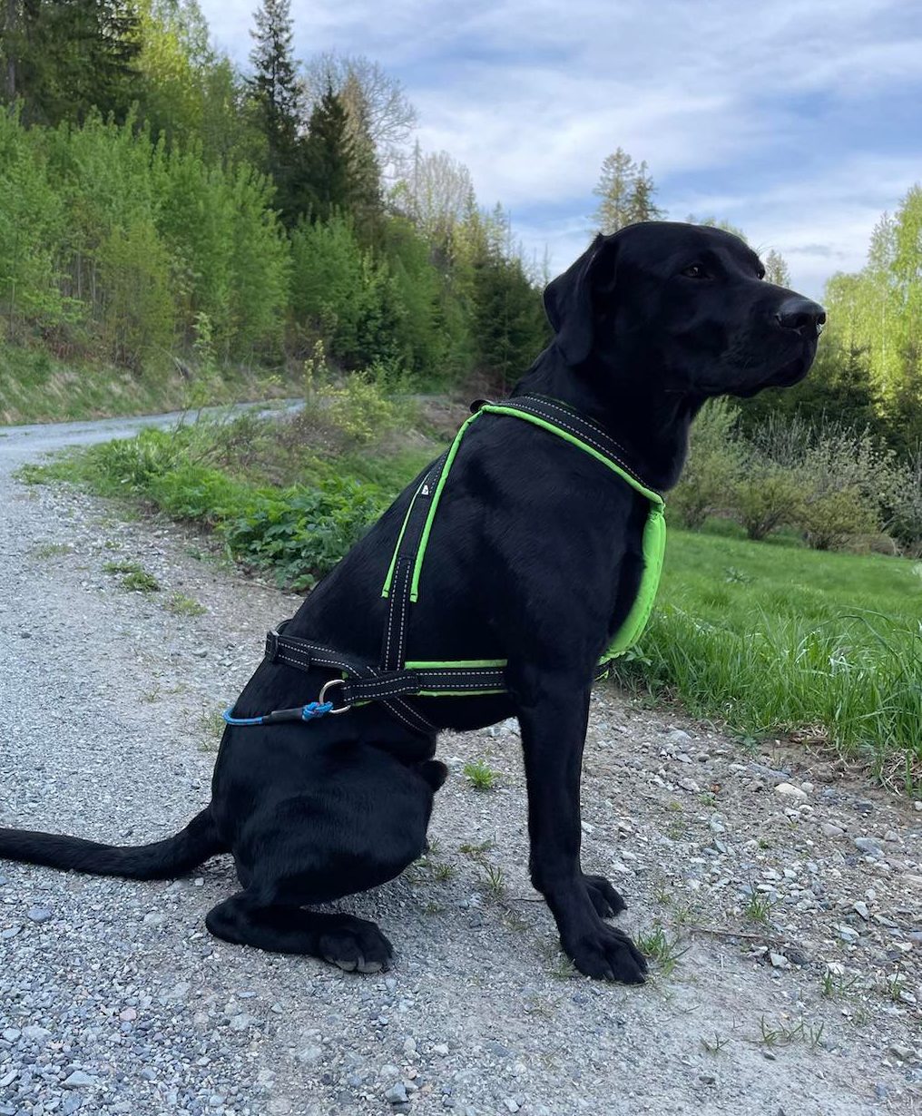 Multi - Sport Harness Long (V.I.P Dogwear) - SnowPaw Store - VIP Dogwear - Dog Harness