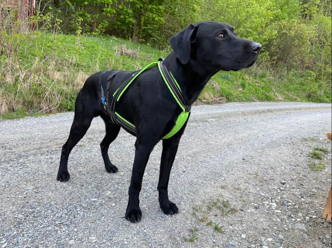 Multi - Sport Harness Long (V.I.P Dogwear) - SnowPaw Store - VIP Dogwear - Dog Harness