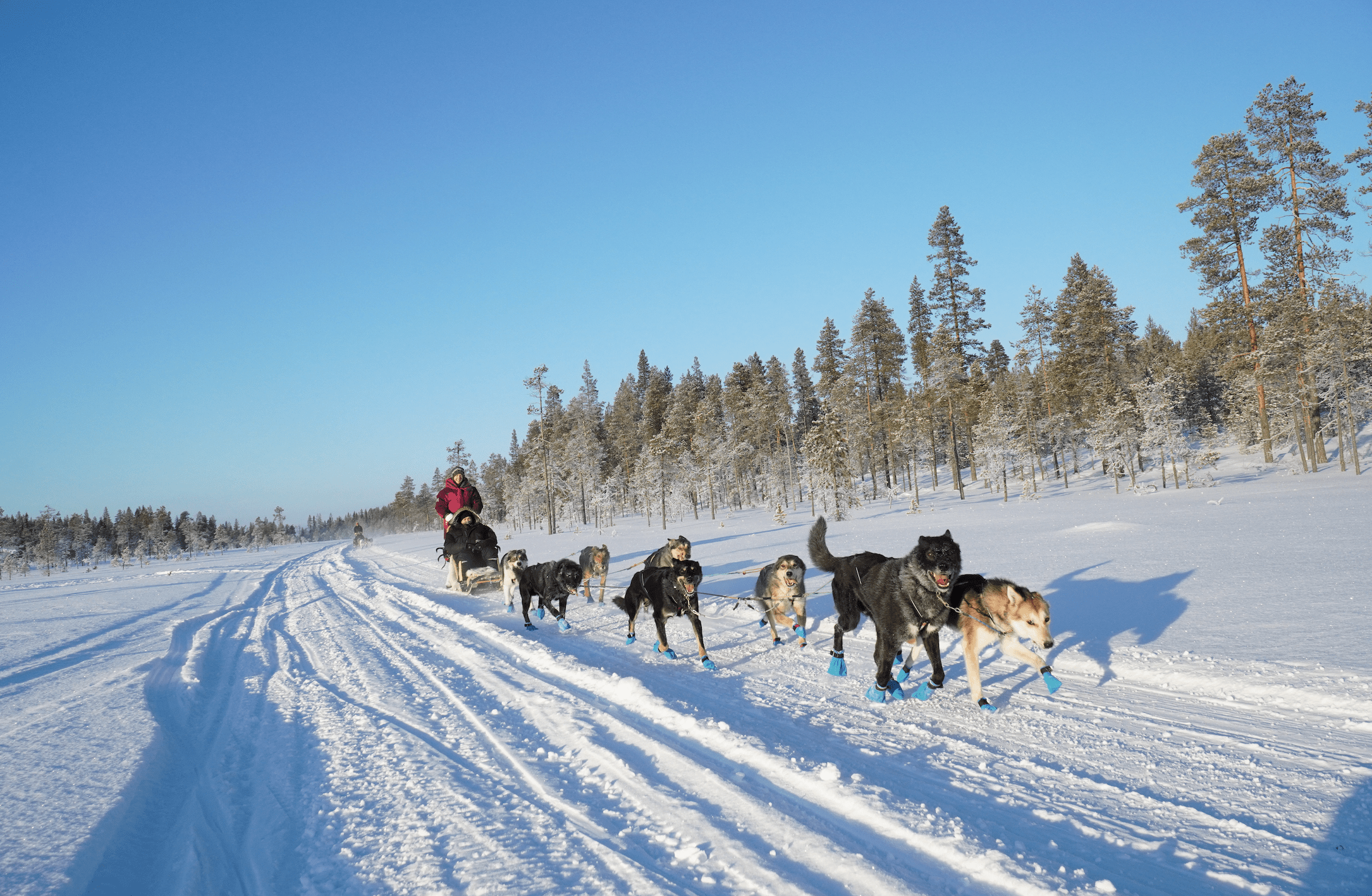 Nansen Nome Harness 5.0 (Non - Stop Dogwear) - SnowPaw Store - Non - Stop Dogwear - Dog Harness