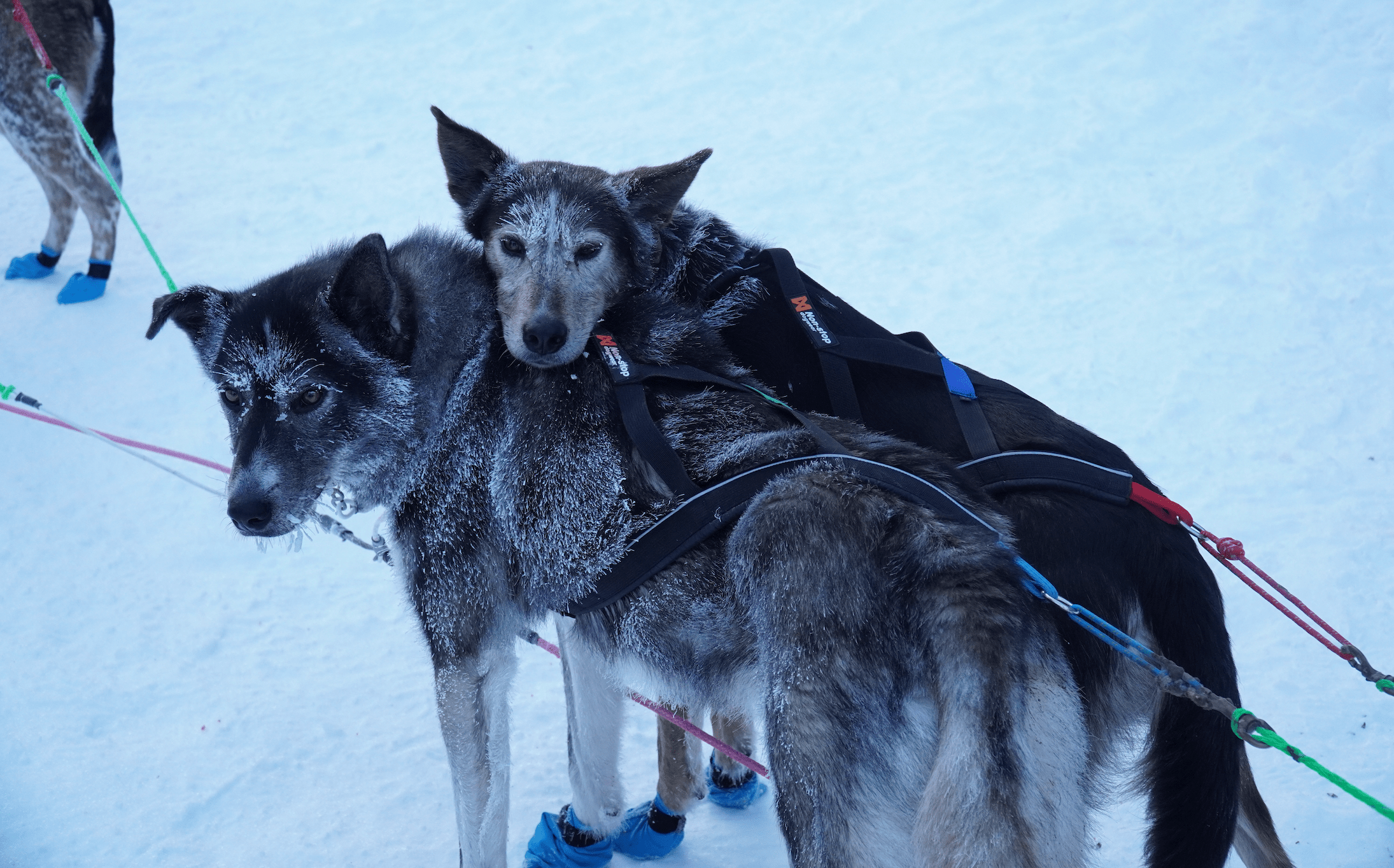 Nansen Nome Harness 5.0 (Non - Stop Dogwear) - SnowPaw Store - Non - Stop Dogwear - Dog Harness