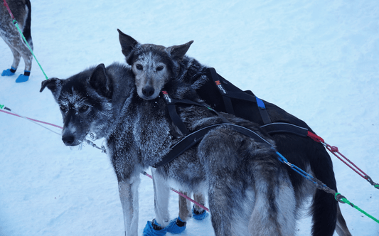 Nansen Nome Harness 5.0 (Non - Stop Dogwear) - SnowPaw Store - Non - Stop Dogwear - Dog Harness