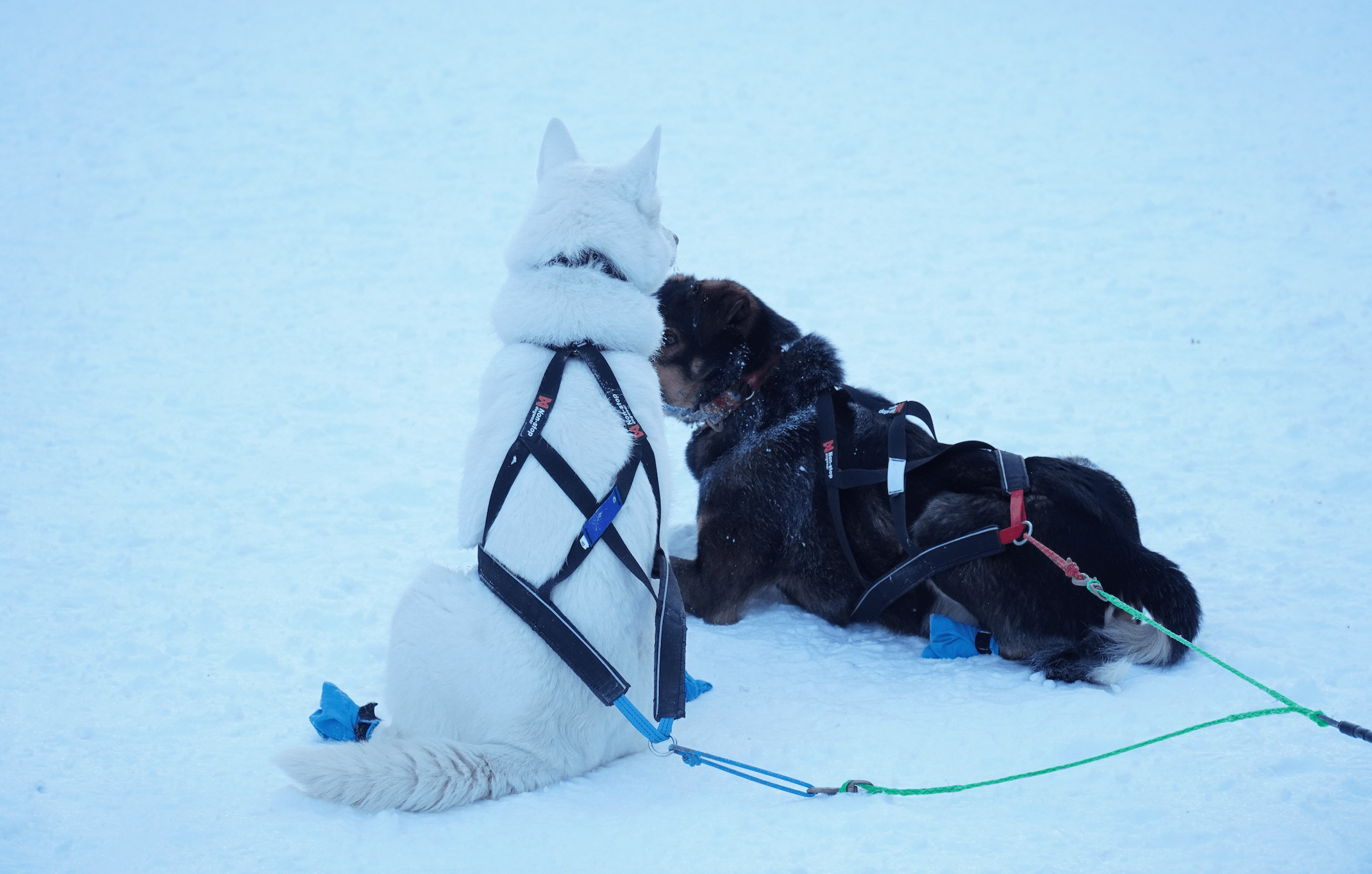 Nansen Nome Harness 5.0 (Non - Stop Dogwear) - SnowPaw Store - Non - Stop Dogwear - Dog Harness
