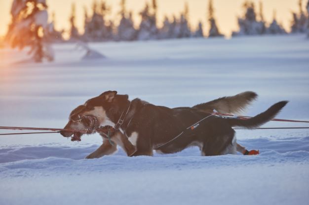 Nansen Nome Harness 5.0 (Non - Stop Dogwear) - SnowPaw Store - Non - Stop Dogwear - Dog Harness