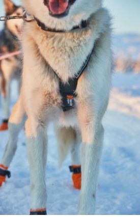 Nansen Nome Harness 5.0 (Non - Stop Dogwear) - SnowPaw Store - Non - Stop Dogwear - Dog Harness