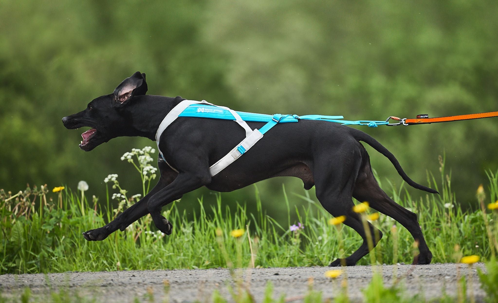 ***NEW COLOUR***Freemotion 5.0 Harness (Non - Stop Dogwear) - SnowPaw Store - Non - Stop Dogwear - Dog Harness