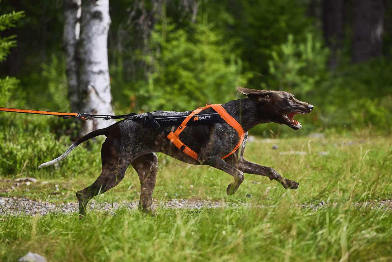 ***NEW COLOUR***Freemotion 5.0 Harness (Non - Stop Dogwear) - SnowPaw Store - Non - Stop Dogwear - Dog Harness