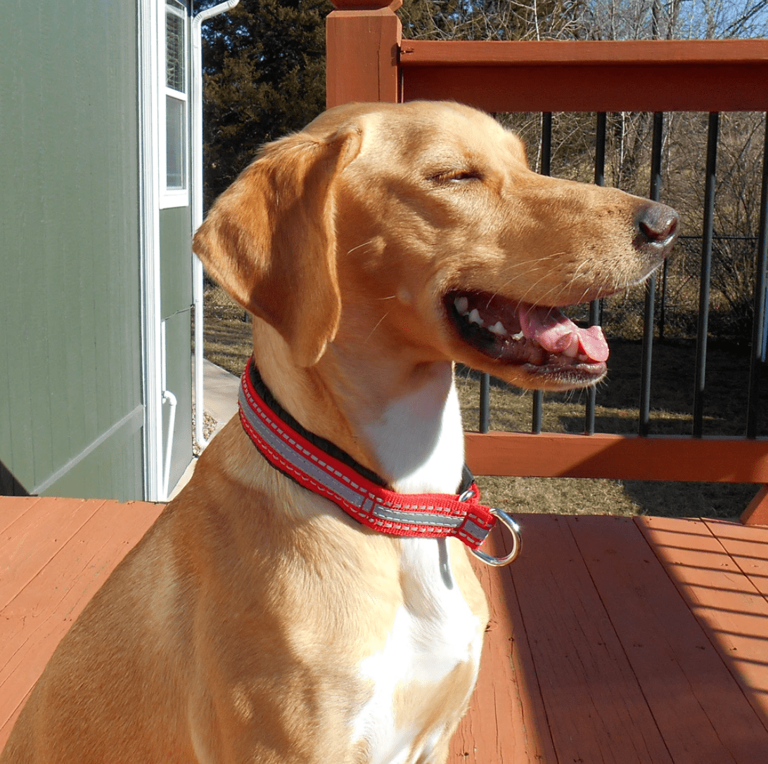 Padded Semi Slip Collar (Howling Dog Alaska) - SnowPaw Store - Howling Dog Alaska - Dog Collars, Leads, Belts