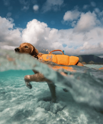 Protector Life Jacket (Non - Stop Dogwear) - SnowPaw Store - Non - Stop Dogwear - Life Jackets