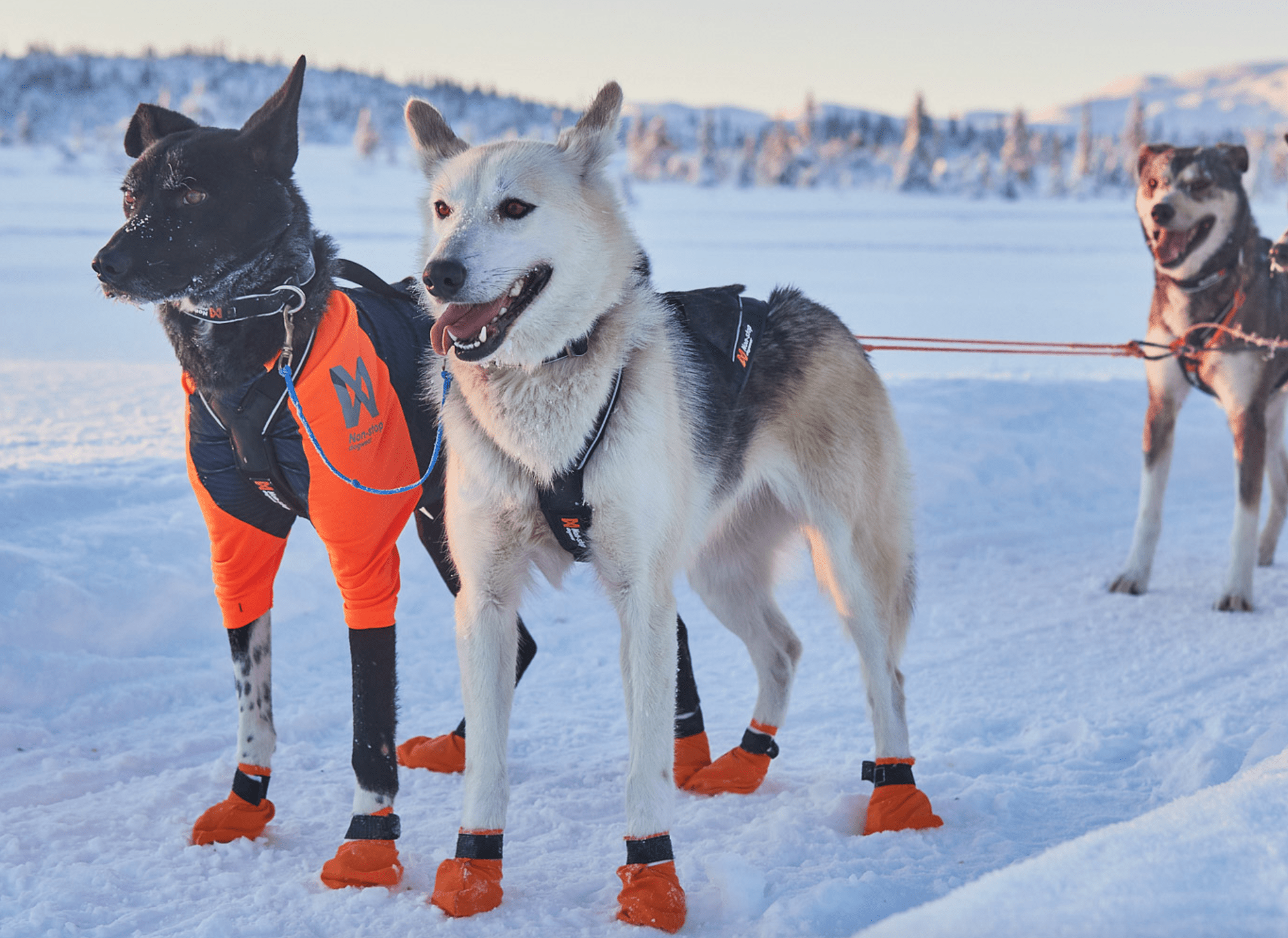 Protector T-Shirt (Non - Stop Dogwear) - SnowPaw Store - Non - Stop Dogwear - Active Dog Gear