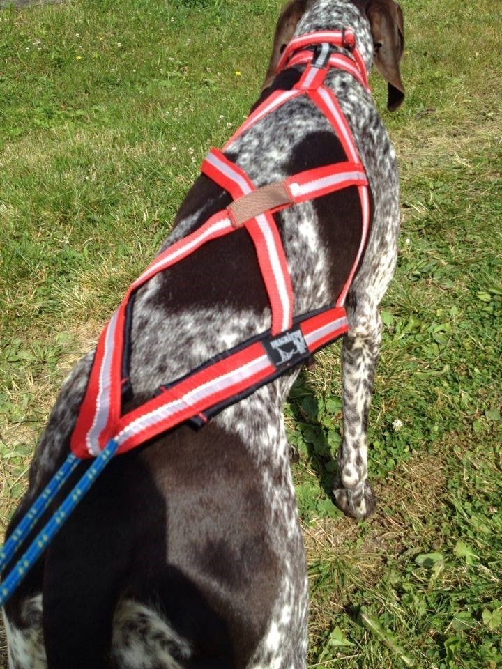 R Harness (Dragrattan) - SnowPaw Store - Dragrattan - Dog Harness