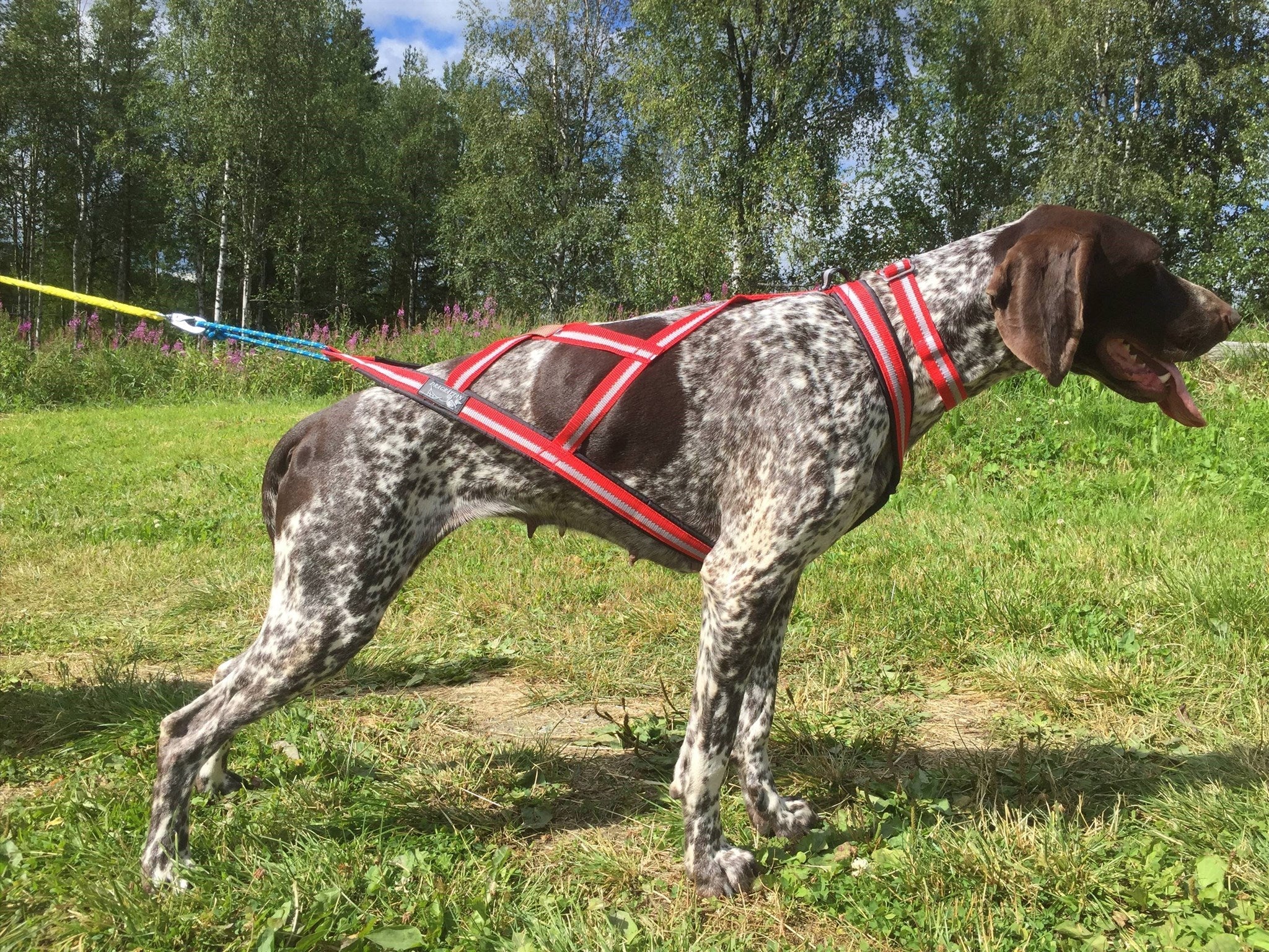 R Harness (Dragrattan) - SnowPaw Store - Dragrattan - Dog Harness