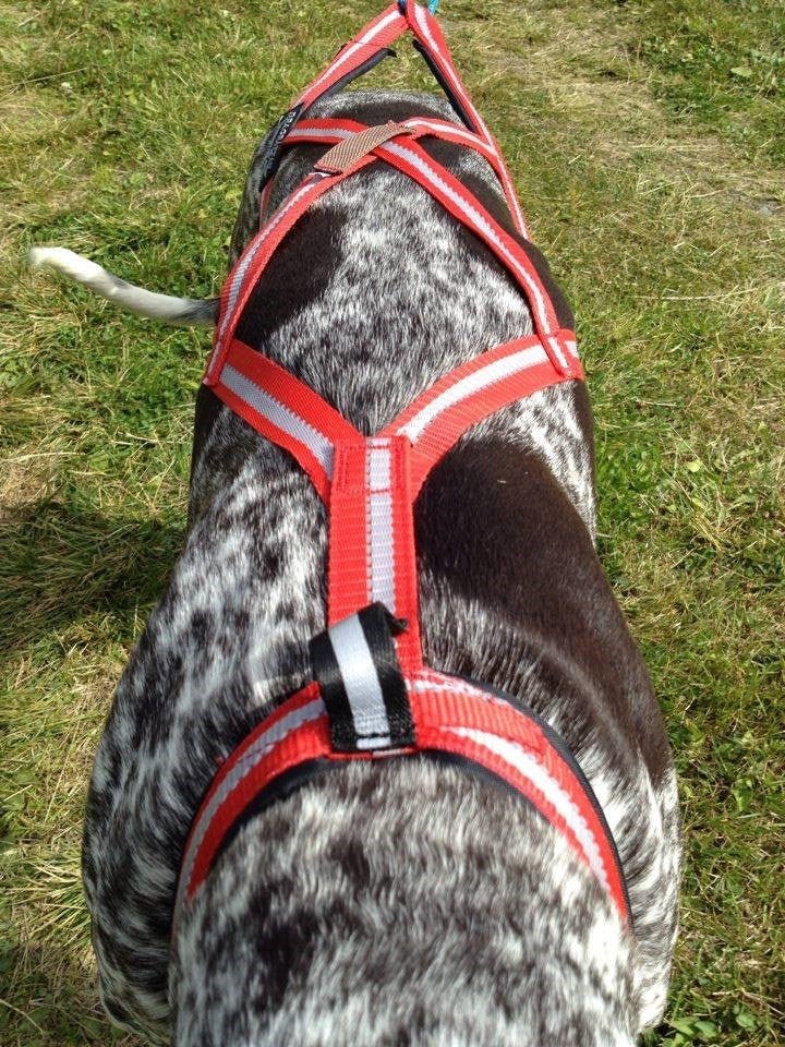 R Harness (Dragrattan) - SnowPaw Store - Dragrattan - Dog Harness