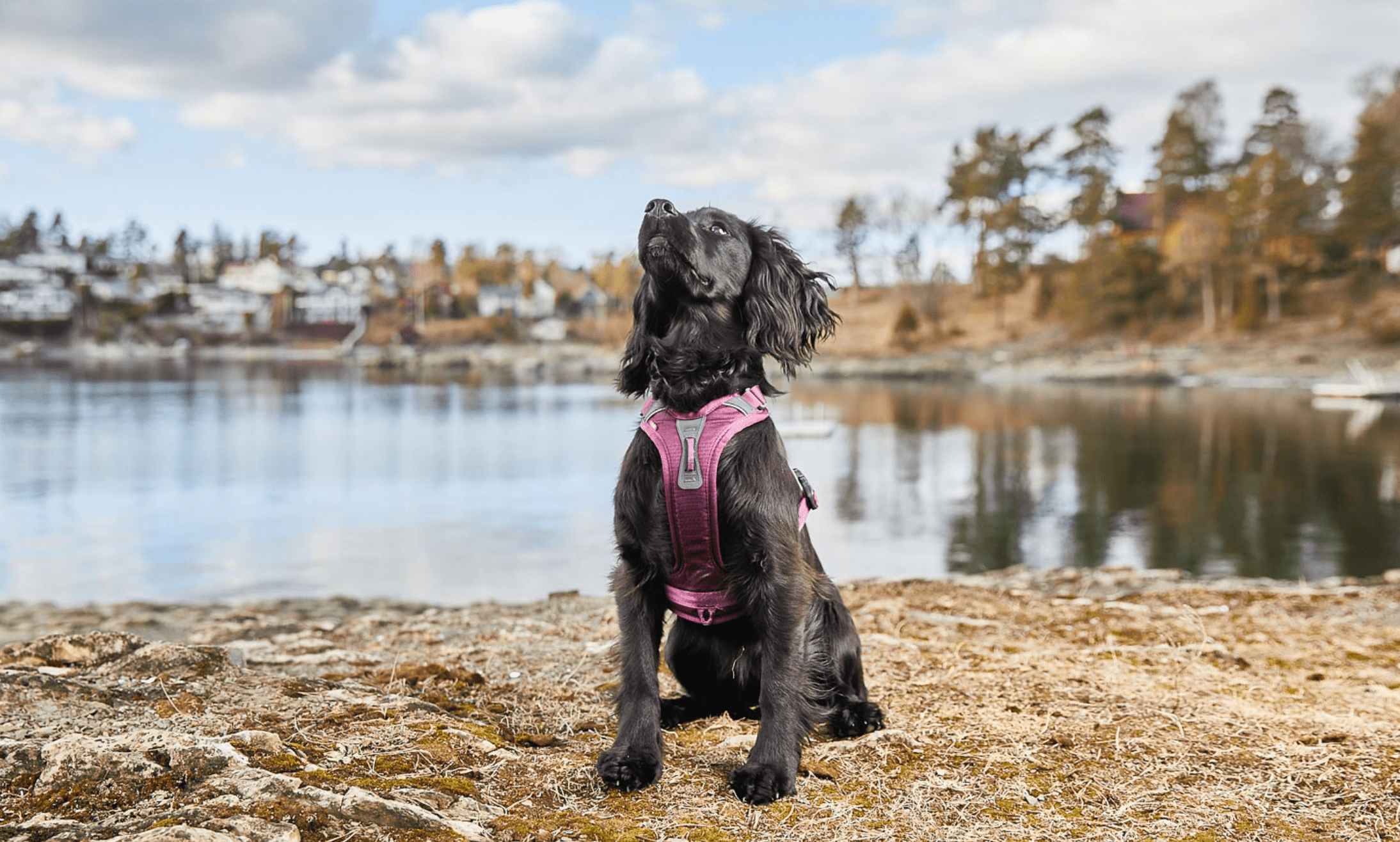 Ramble Harness (Non - Stop Dogwear) - SnowPaw Store - Non - Stop Dogwear - Dog Harness