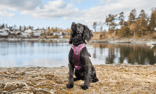 Ramble Harness (Non - Stop Dogwear) - SnowPaw Store - Non - Stop Dogwear - Dog Harness