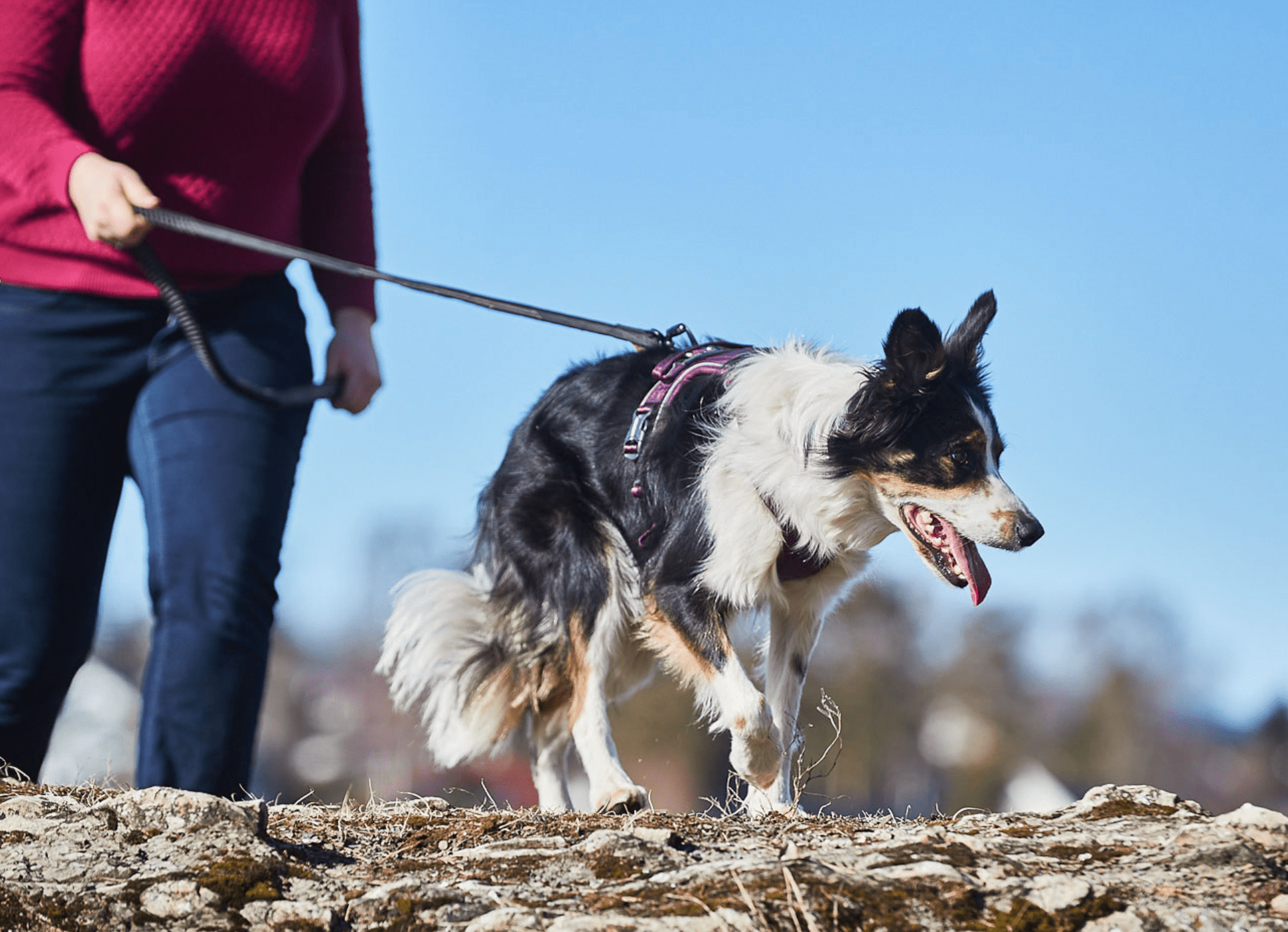 Ramble Harness (Non - Stop Dogwear) - SnowPaw Store - Non - Stop Dogwear - Dog Harness