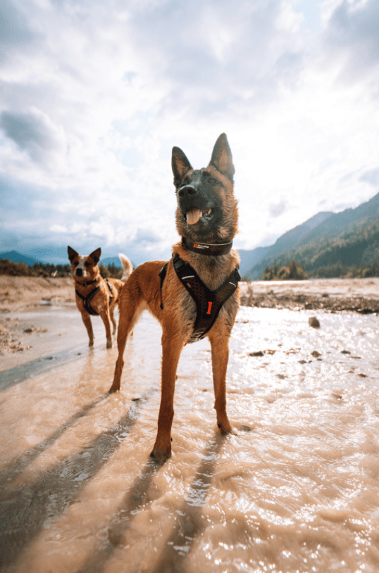 Rock Adjustable Collar (Non - Stop Dogwear) - SnowPaw Store - Non - Stop Dogwear - Dog Collars, Leads, Belts