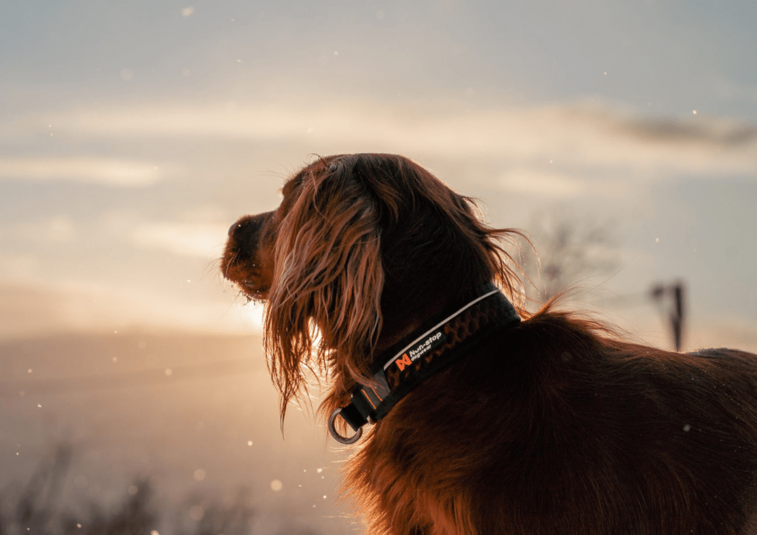 Rock Collar 3.0 (Non Stop Dogwear) - SnowPaw Store - Non - Stop Dogwear - Dog Collars, Leads, Belts