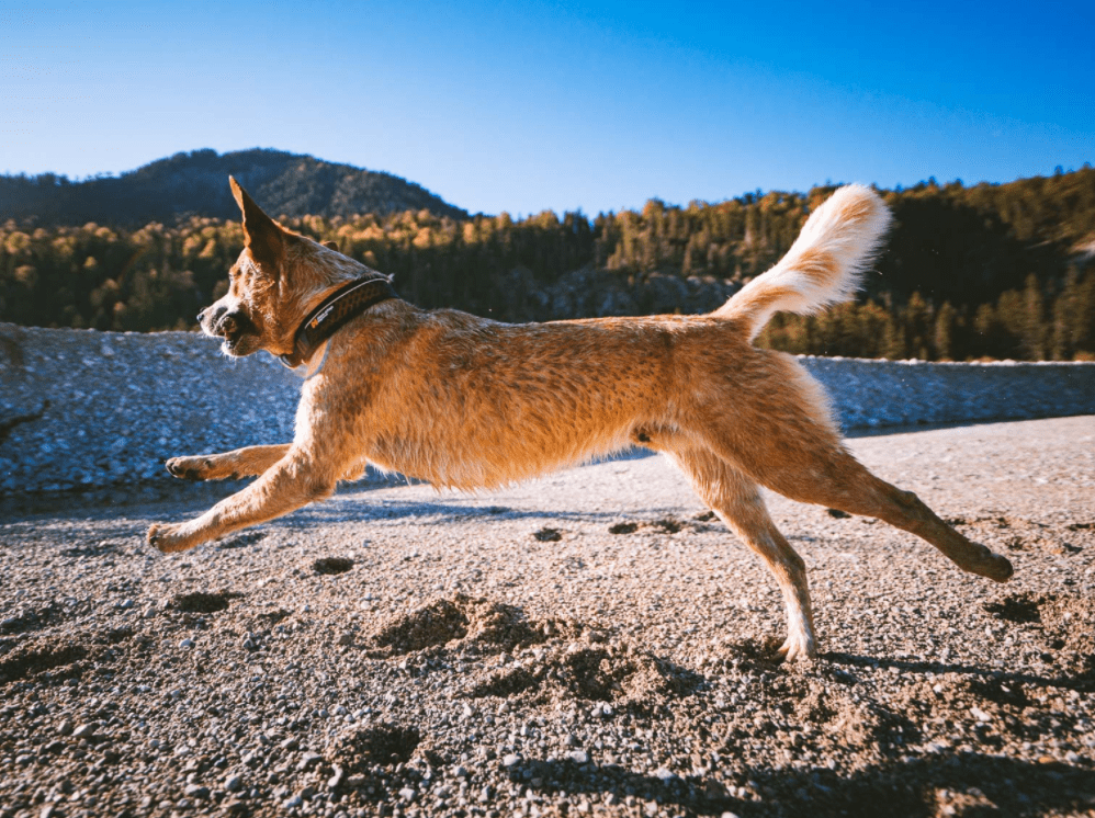 Rock Collar 3.0 (Non Stop Dogwear) - SnowPaw Store - Non - Stop Dogwear - Dog Collars, Leads, Belts