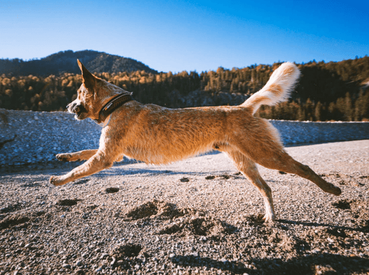 Rock Collar 3.0 (Non Stop Dogwear) - SnowPaw Store - Non - Stop Dogwear - Dog Collars, Leads, Belts