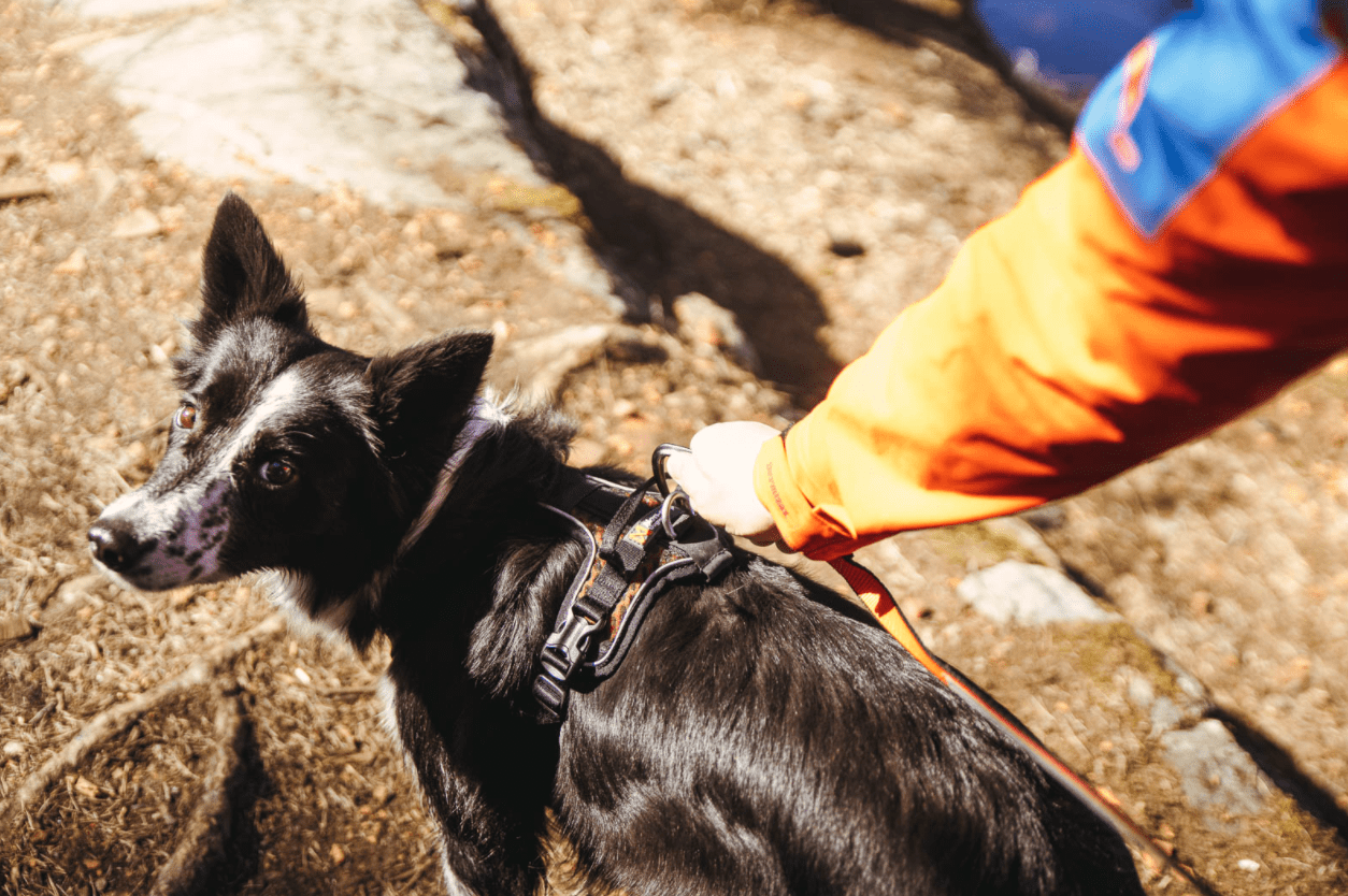 Rock Harness (Non - Stop Dogwear) - SnowPaw Store - Non - Stop Dogwear - Dog Harness