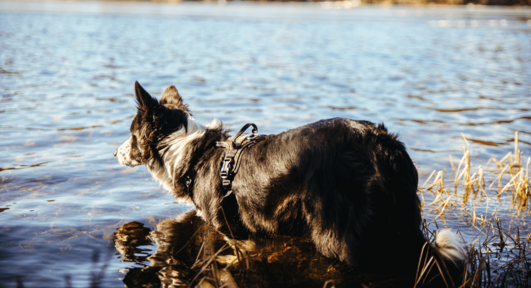 Rock Harness (Non - Stop Dogwear) - SnowPaw Store - Non - Stop Dogwear - Dog Harness