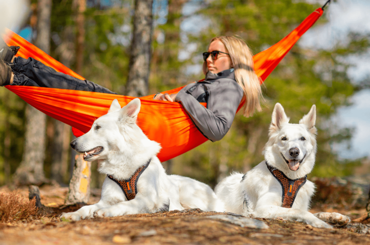 Rock Harness (Non - Stop Dogwear) - SnowPaw Store - Non - Stop Dogwear - Dog Harness