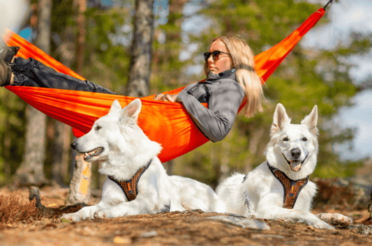 Rock Harness (Non - Stop Dogwear) - SnowPaw Store - Non - Stop Dogwear - Dog Harness