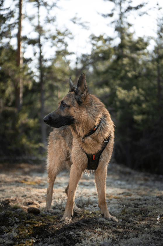 Rock Harness (Non - Stop Dogwear) - SnowPaw Store - Non - Stop Dogwear - Dog Harness