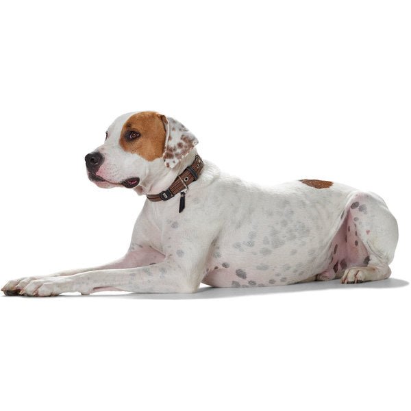 Sansibar Special Collar (Hunter) - SnowPaw Store - Hunter - Dog Collars, Leads, Belts