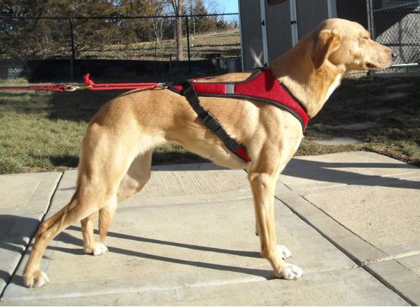 Howling Dog Harness Light Breathable Canicross Snowpawstore