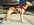 Second Skin Dog Harness (Howling Dog Alaska) - SnowPaw Store - Howling Dog Alaska - Dog Harness