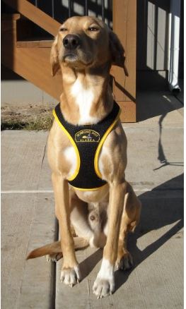 Second Skin Dog Harness (Howling Dog Alaska) - SnowPaw Store - Howling Dog Alaska - Dog Harness