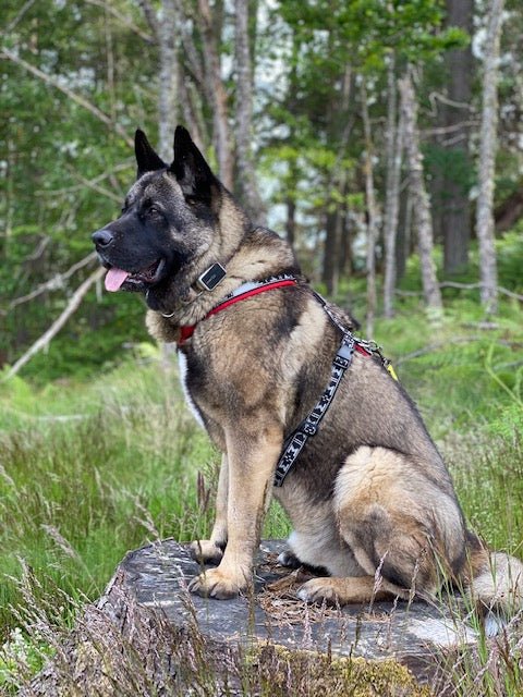 Smart Harness (Manmat) - SnowPaw Store - ManMat - Dog Harness